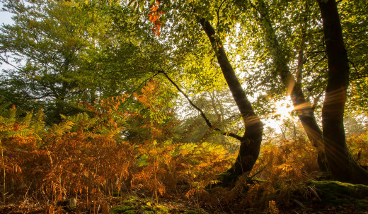 1237990 (a): :2560x1490